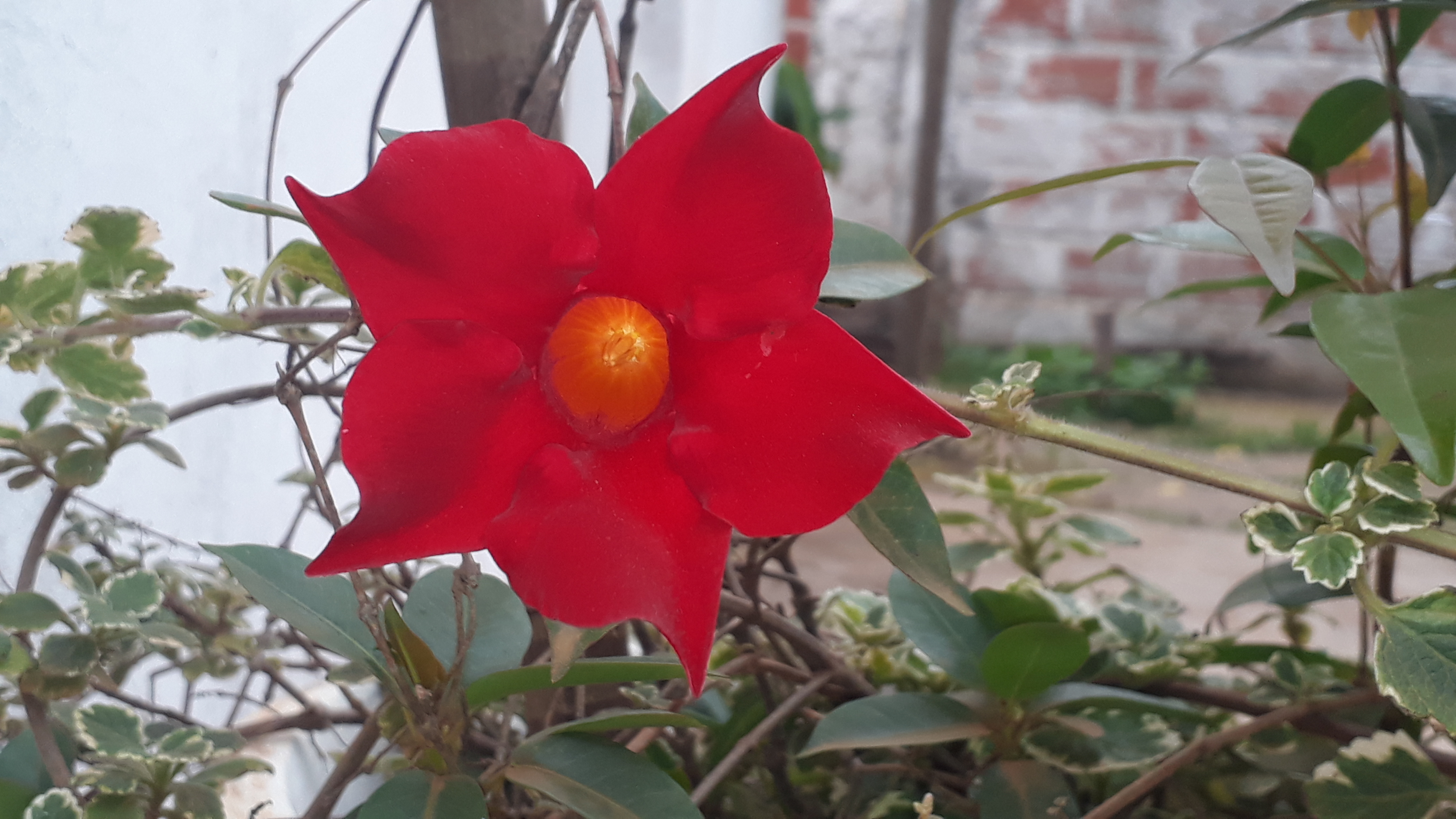 imagen participante carrera