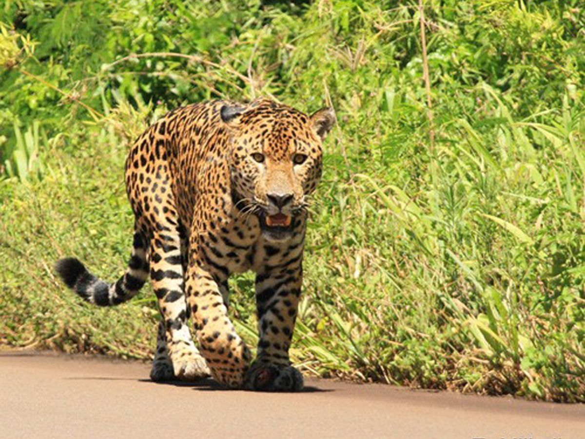 imagen participante carrera